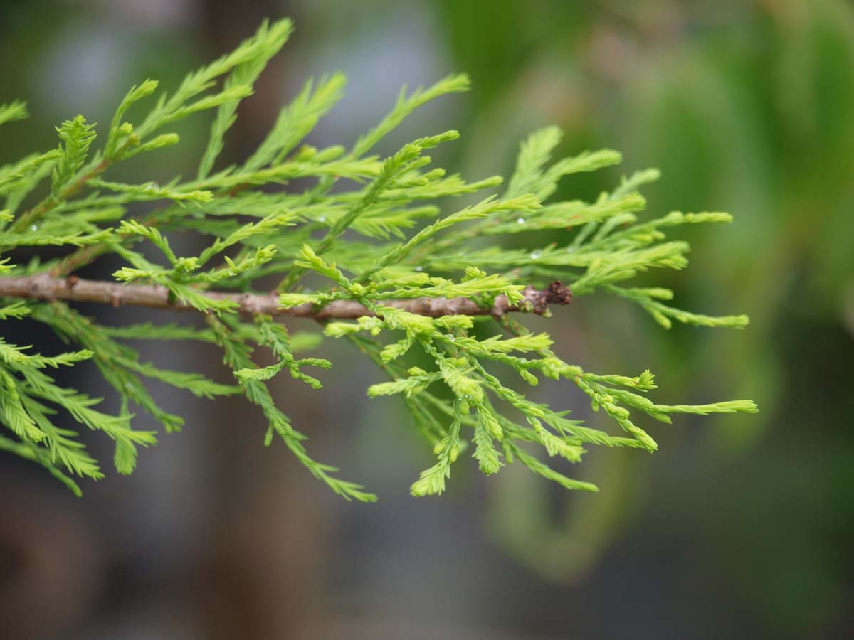 Echte Sumpf-Zypresse ´Nutans´; Sumpfeibe