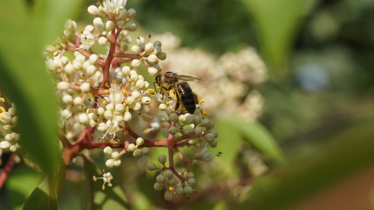 Samthaarige Stinkesche; Bienenbaum; Honigesche; Wohlduftraute; Tausendbl