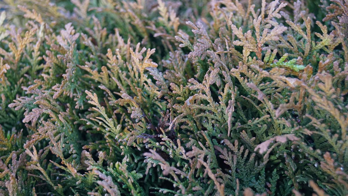Abendländischer Lebensbaum