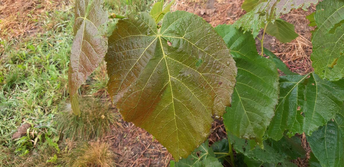 Schwarz-Linde ´Neglect´, Amerikanische Linde