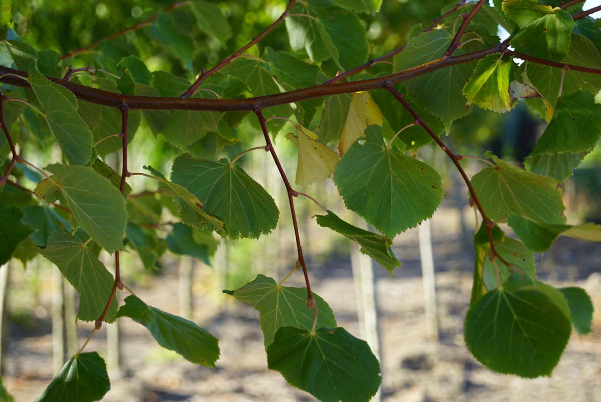 Winter-Linde ´Winter Orange´, Stein-Linde, Kleinblättrige Linde