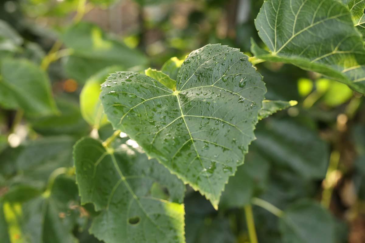 Tilia europaea 'Euchlora' 6-8 HO