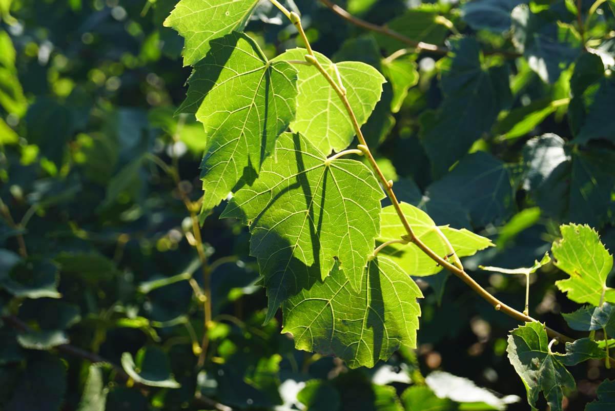 Mongolische Linde ´Buda´