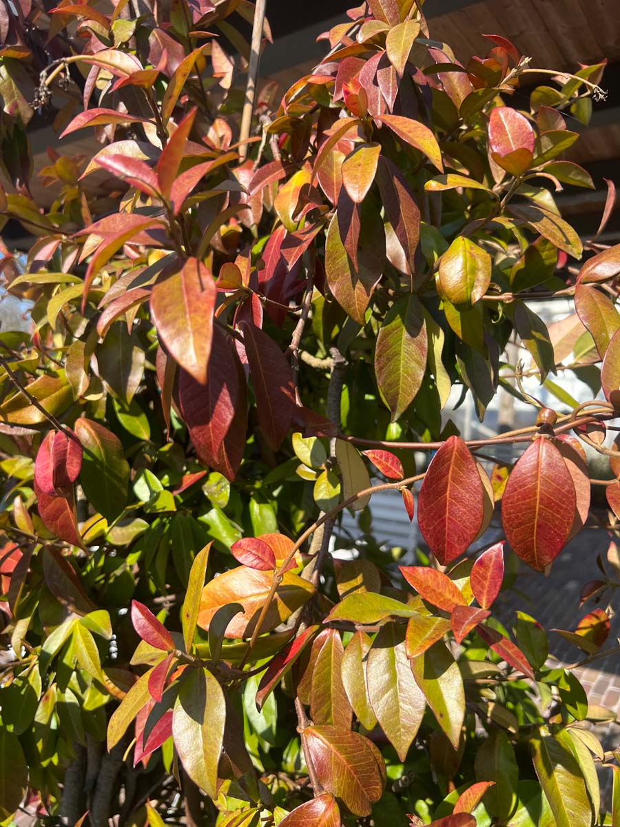 Chinesische Sternjasmin
