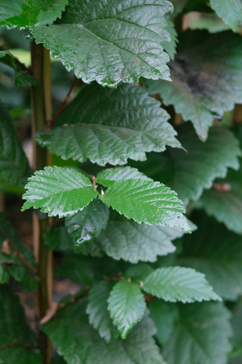 Ulmus ´Patriot´ 20-25 HO