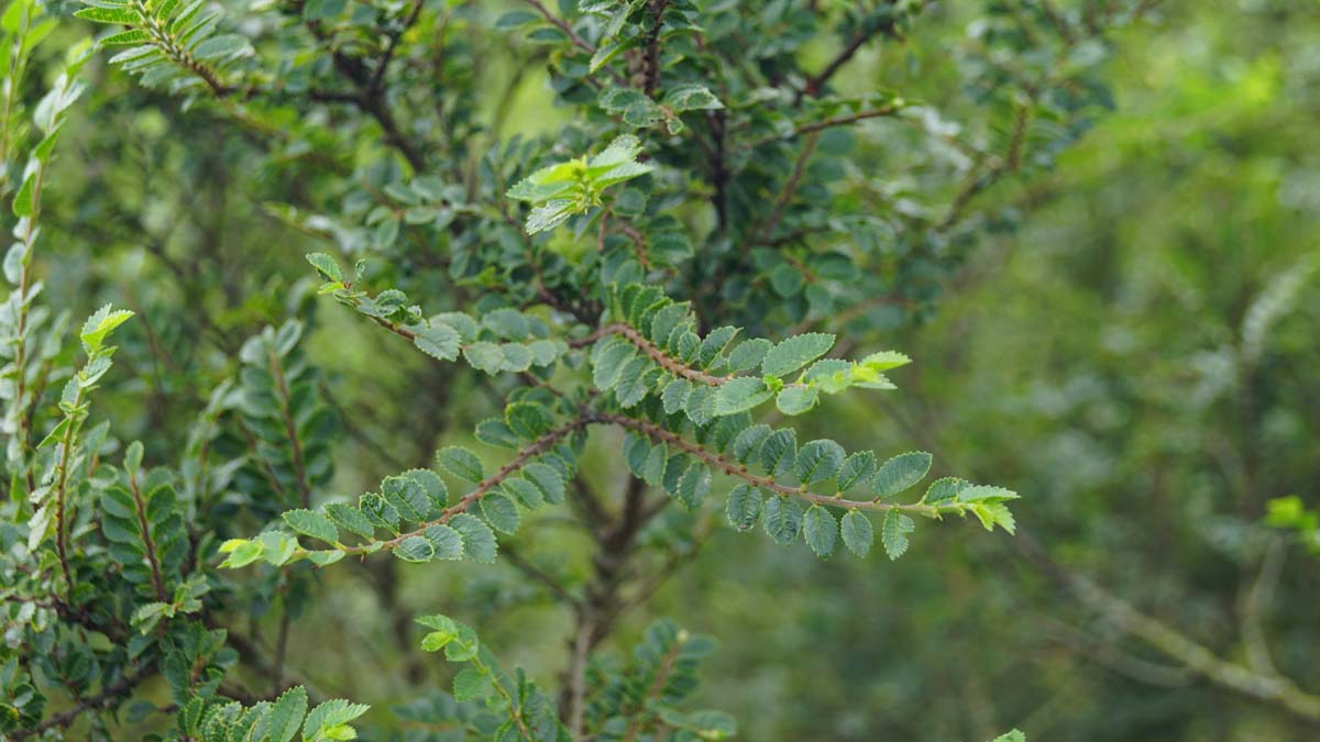 Chinesische Ulme ´Sagei´; Kleinbl
