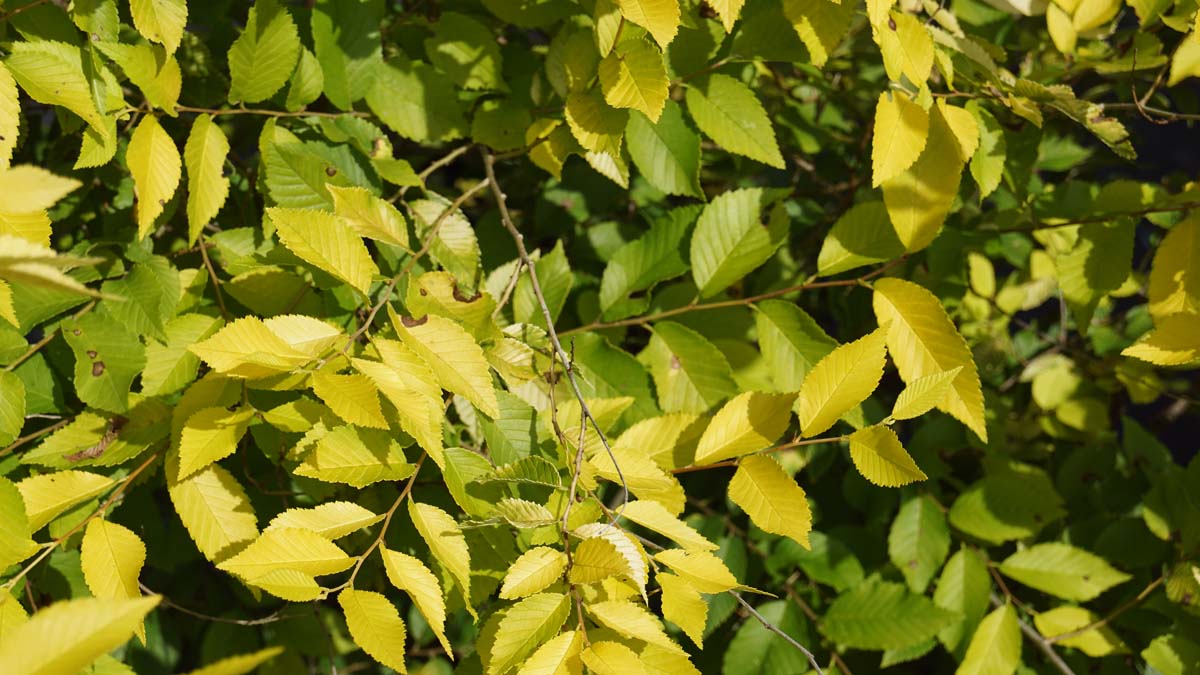 Chinesische Ulme 'Aurea'; Kleinblättrige Ulme