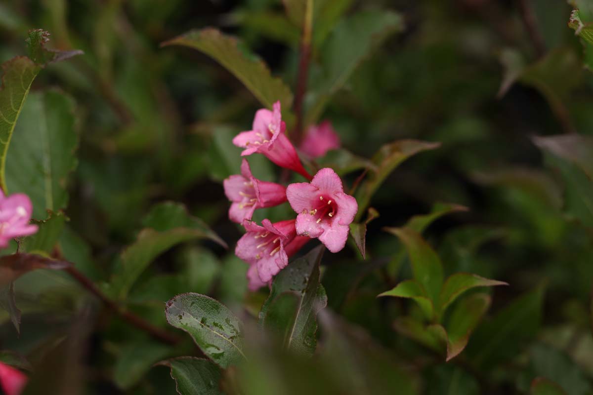 Weigelie ´Rumba´; Glockenstrauch