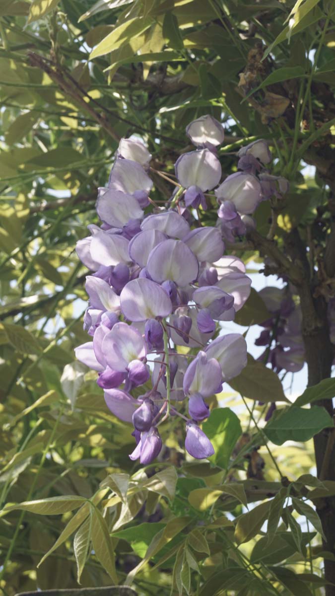 Chinesischer Blauregen ´Prolific´; Chinesische Wisteria