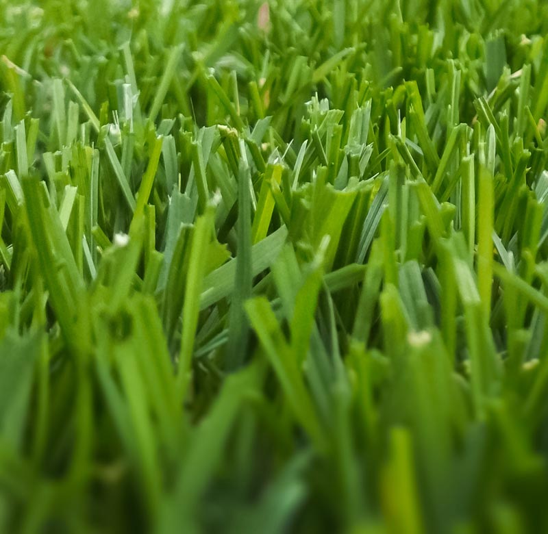 Rollrasen, der Exzellente unser Premium-Rollrasen