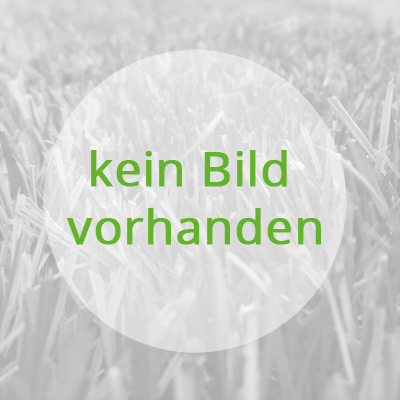 Serbische Fichte, Omorika-Fichte